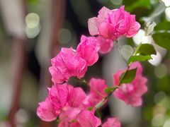 -呀路古热带植物园