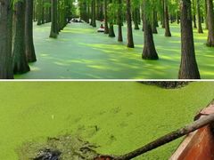 -渌洋湖湿地公园