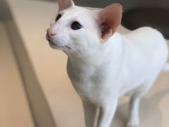 -飞行喵MR PILOT|猫舍·猫咖(静安大融城店)