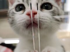 -babydoll猫舍·米努特·德文·缅因(久光中心店)
