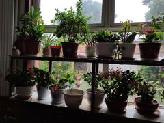 -北京龙庆四季香农家饭庄·灶台鱼·碳烤虹鳟鱼(龙庆峡店)