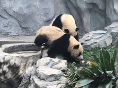-都江堰中华大熊猫苑