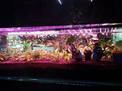 -山东柏宁水族批发广场