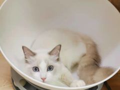 -猫宠乐园·专业洗护