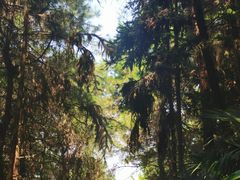 -铁山坪森林公园