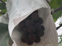 -马陆小张葡萄园农家乐