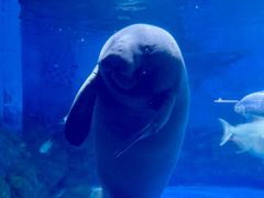 -烟台海昌鲸鲨海洋公园