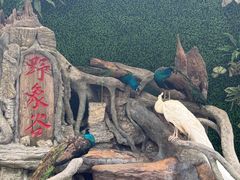 -野象谷景区