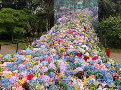 -上海共青森林公园