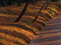 -黄海国家森林公园