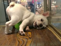 -乐宠宠物店(世纪金源店)