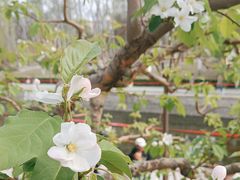 -海棠花溪(元大都城垣遗址公园)