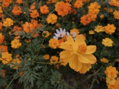 -径山花海
