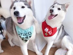 -Husky Go! 哈士奇体验馆·宠物咖啡厅狗咖