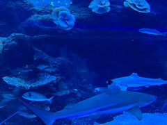 -成都浩海立方海洋公园