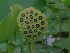 -荷塘月色湿地公园·向阳花洲
