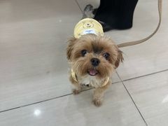 -全心全意连锁动物医院·微创中心·内科急重症·心脏专科(丰管路店)