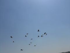 -盐城丹顶鹤湿地生态旅游区