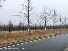 -黄海国家森林公园