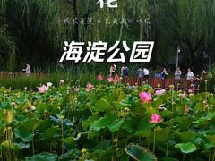 -海淀公园