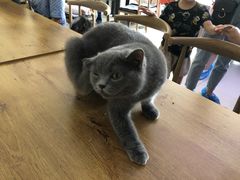 -平行世界·猫咖(首经贸店)