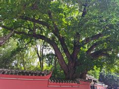 -眉山湿地公园(东坡区)