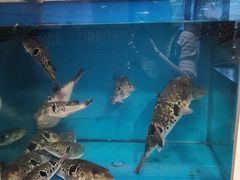 -天正河鲀·河豚亭(大连店)