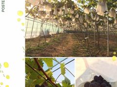 iphone_upload_pic-海堤葡萄园中小学生研学基地