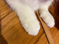 -猫小院猫主题餐厅(三里屯店)