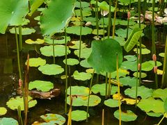 -沐仙湖湿地公园