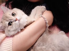 -momokira米努特·德文卷毛猫·棉花面纱犬