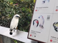 -新加坡飞禽公园
