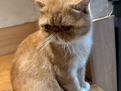 -滚猫咖啡·猫咖·猫友好撸猫(未来城店)