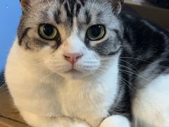 -GODIVA(港汇恒隆广场)