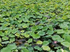 -荷塘月色湿地公园·向阳花洲