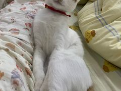-瑞鹏宠物医院·骨科·猫科·内科(第一中心)