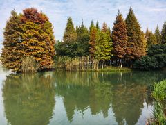 -青枫公园