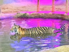 -清迈夜间动物园