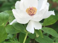 -竹吟山房