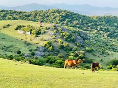 -大姆山草场