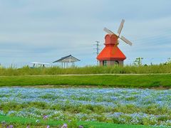 -杭州湾海上花田景区