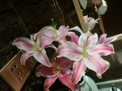 -觀芷隐轩·宋宴(河坊街店)
