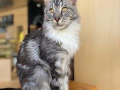 -瞄一喵猫咖(格力海岸店)