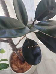 -HEYAN荷妍专业脱毛连锁机构