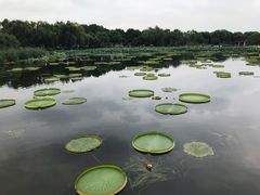 -荷塘月色湿地公园·向阳花洲