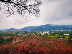 -香雪海