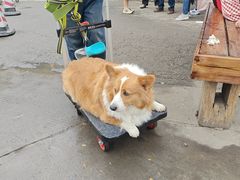 -西双版纳傣族园