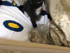 -平行世界·猫咖(首经贸店)