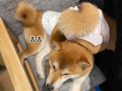 -南京Hallo宠物乐园·哈罗犬舍·柴犬繁育基地