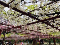 -嘉定紫藤园